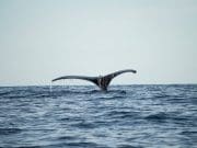 whale watching for honeymoon